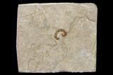 Fossil Segmented Worm - Valentine Formation, Nebraska #132997-1
